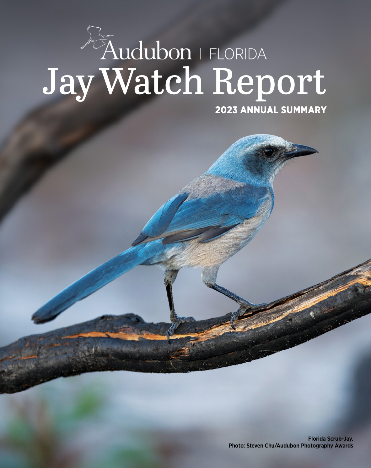 Cover of 2023 Jay Watch Report, featuring a jay standing on a burned branch